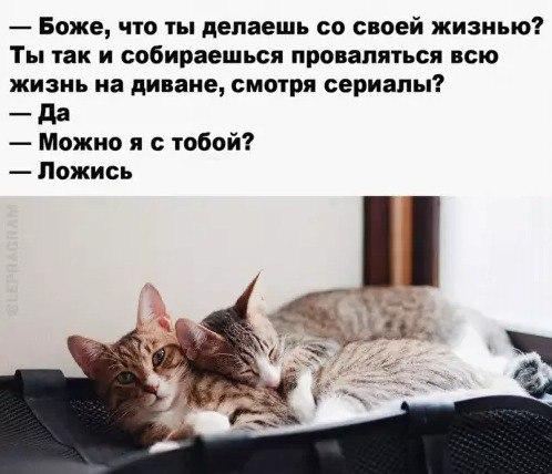 Лежать на диване, мем