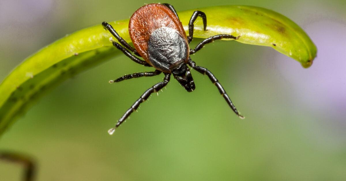 Обычный клещ