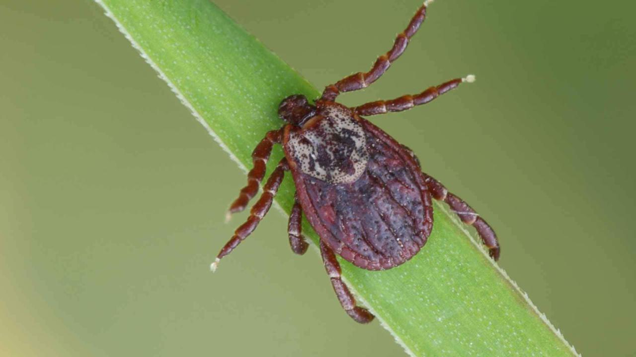 Африканский клещ Hyalomma