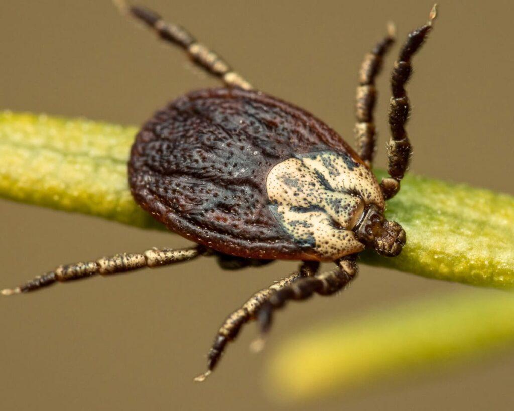 Африканский клещ Hyalomma