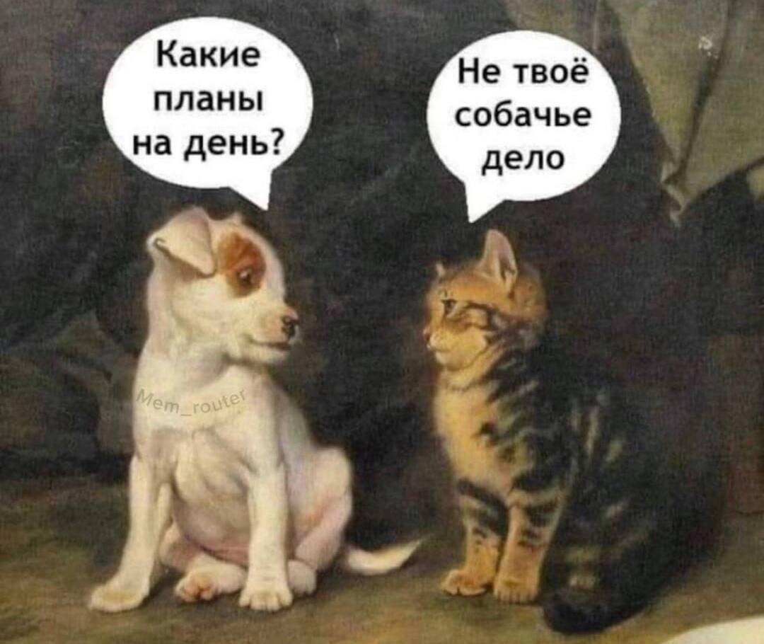 Котики и собачки, мем