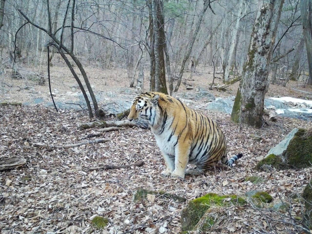 Тигр в Приморье