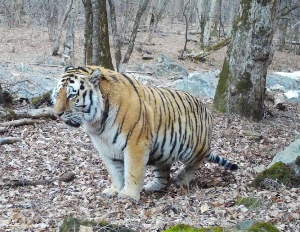 Тигр в Приморье