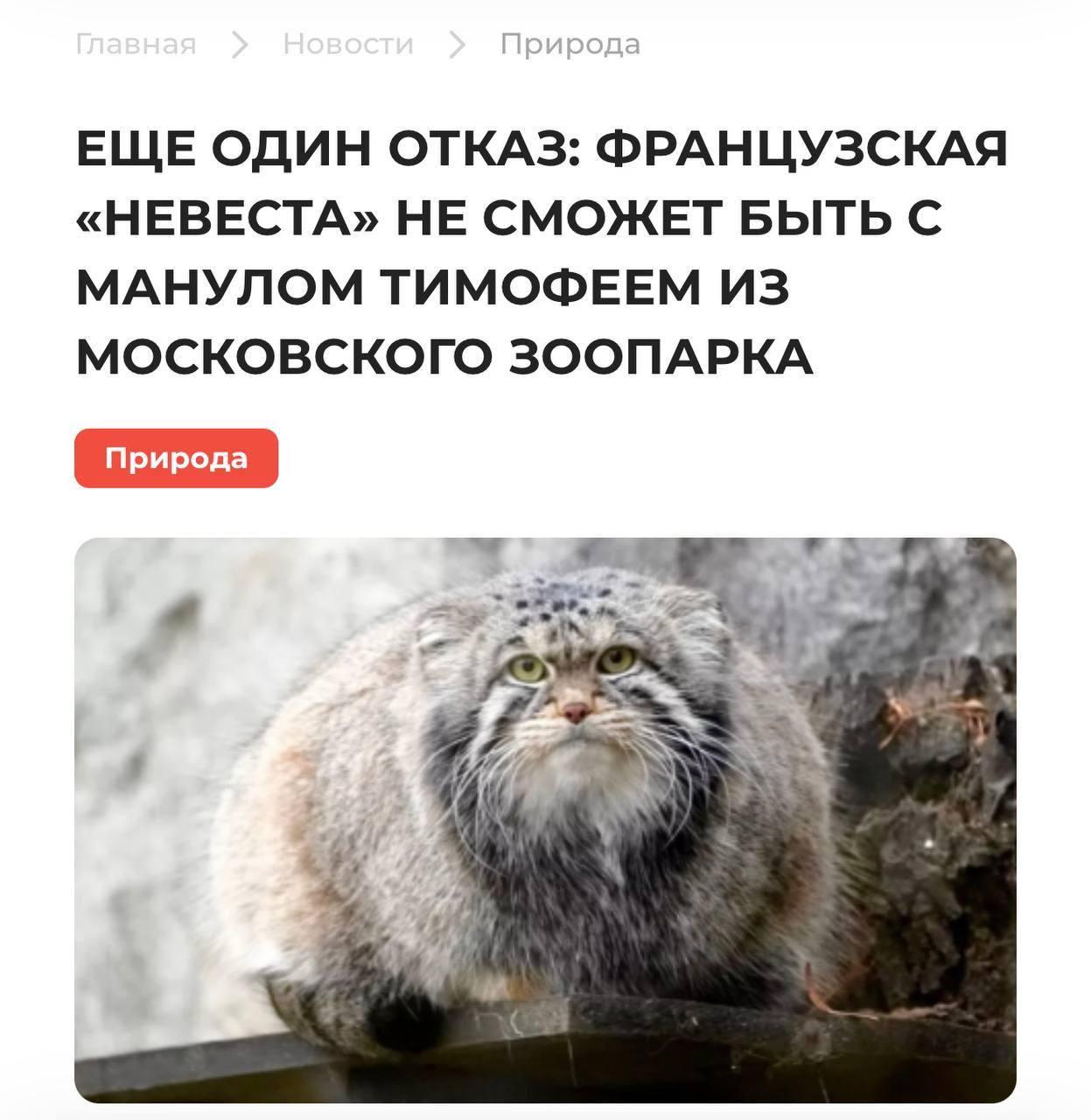 Тимофей без самки