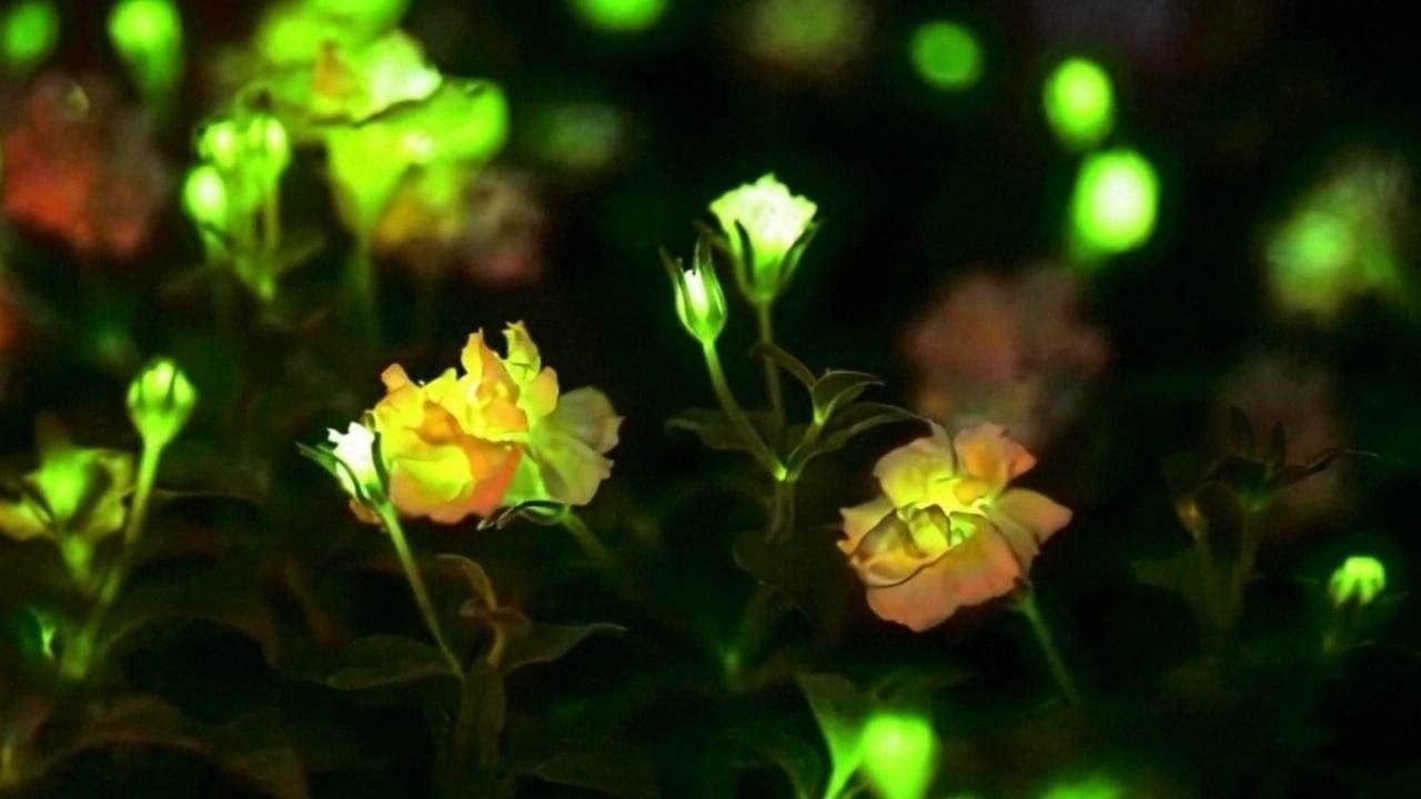 Светящиеся растения