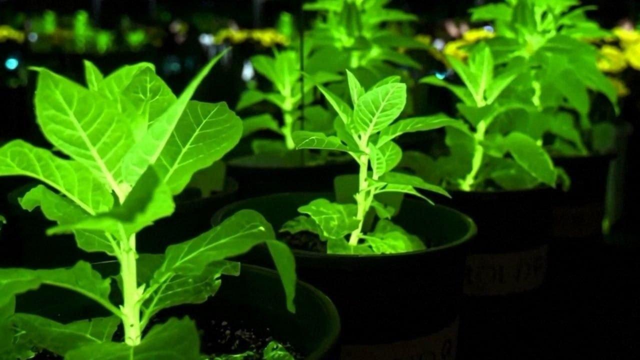 Светящиеся растения