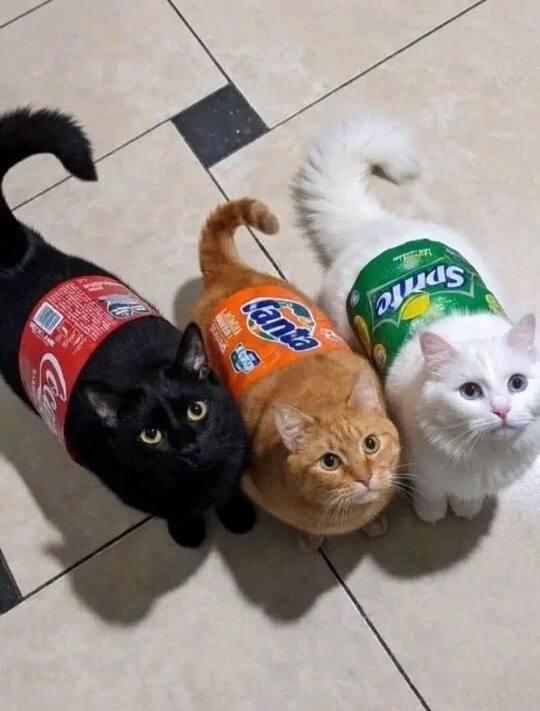 Котики по цвету