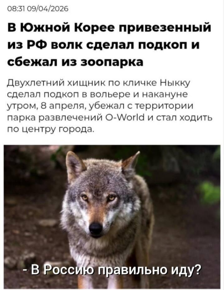 Русский волк в Южной Корее