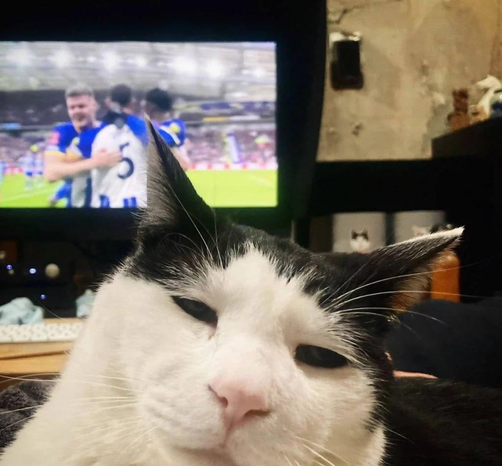 Самый грустный кот на планете - Панчо