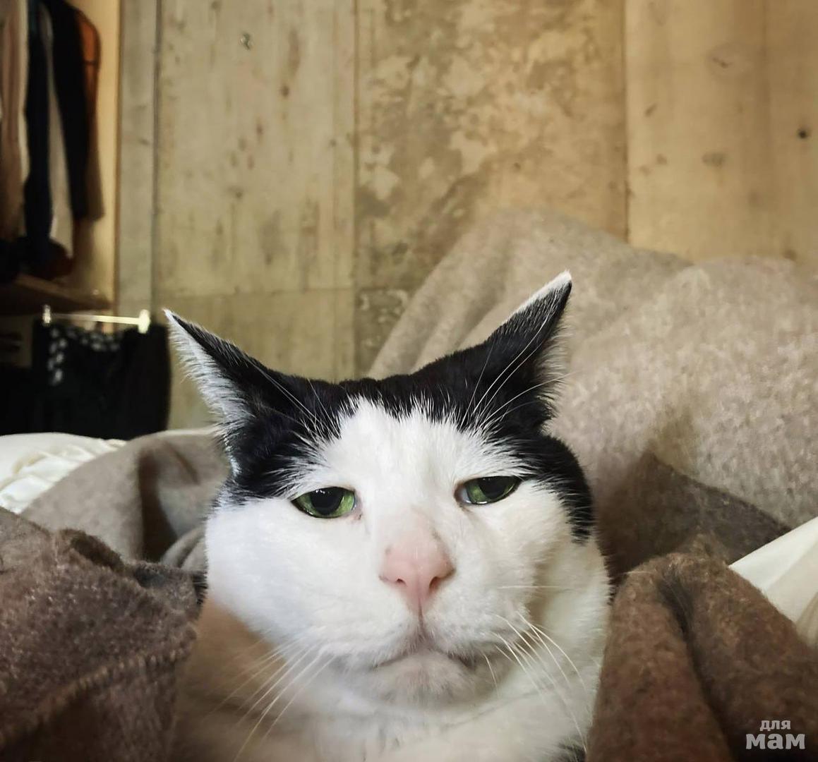 Самый грустный кот на планете - Панчо