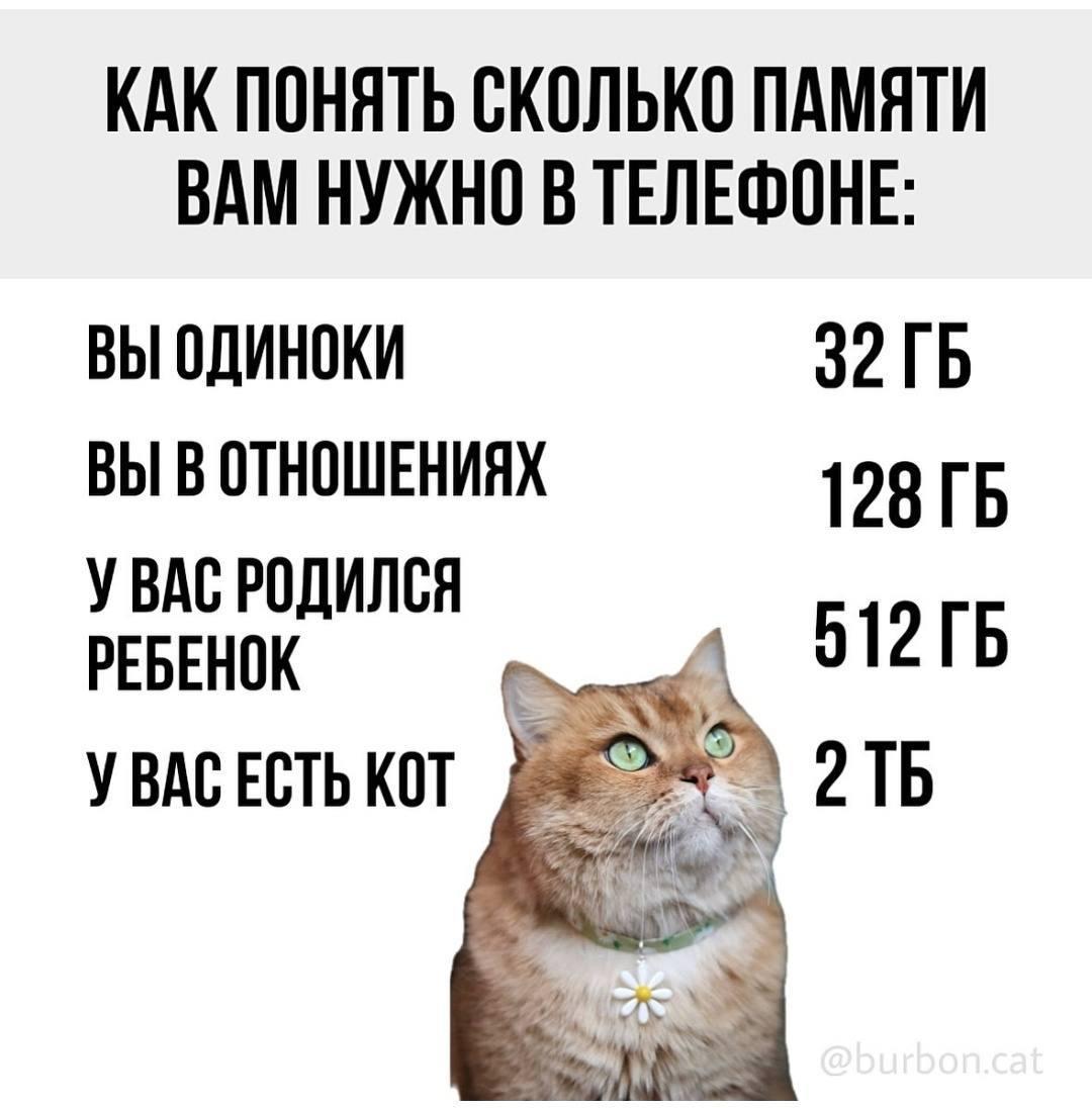 Мемы про котов