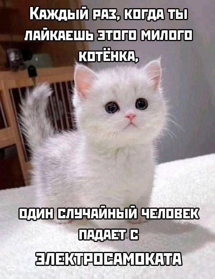 Котёнок