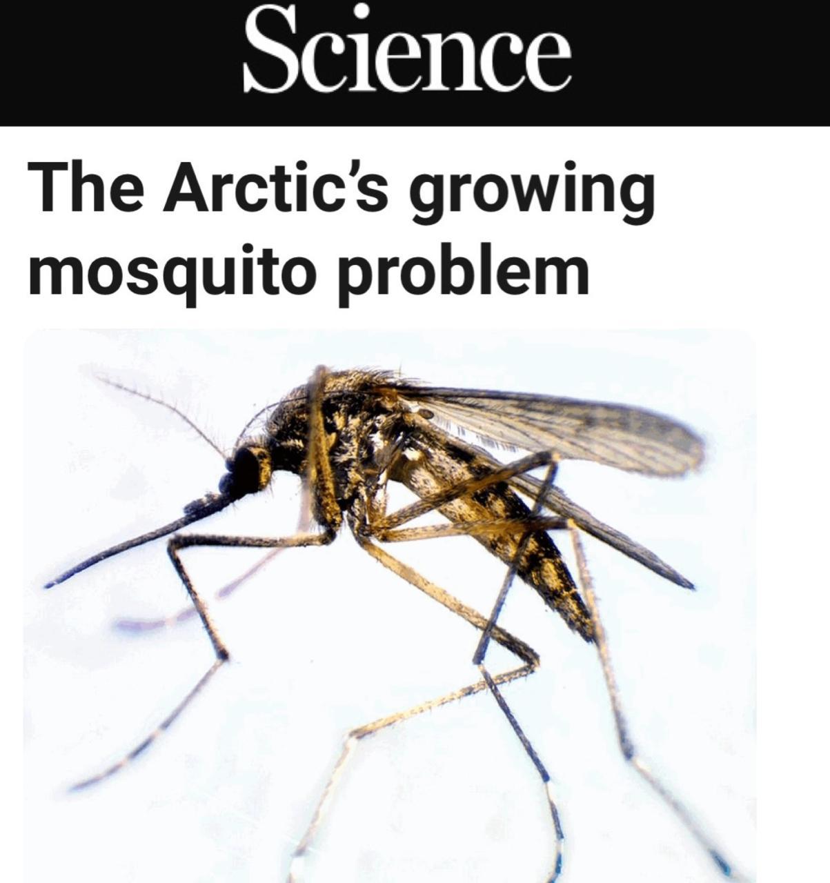 Комары в Исландии