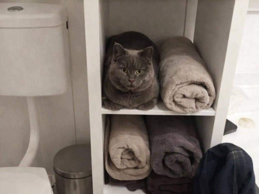 Котик-полотенце