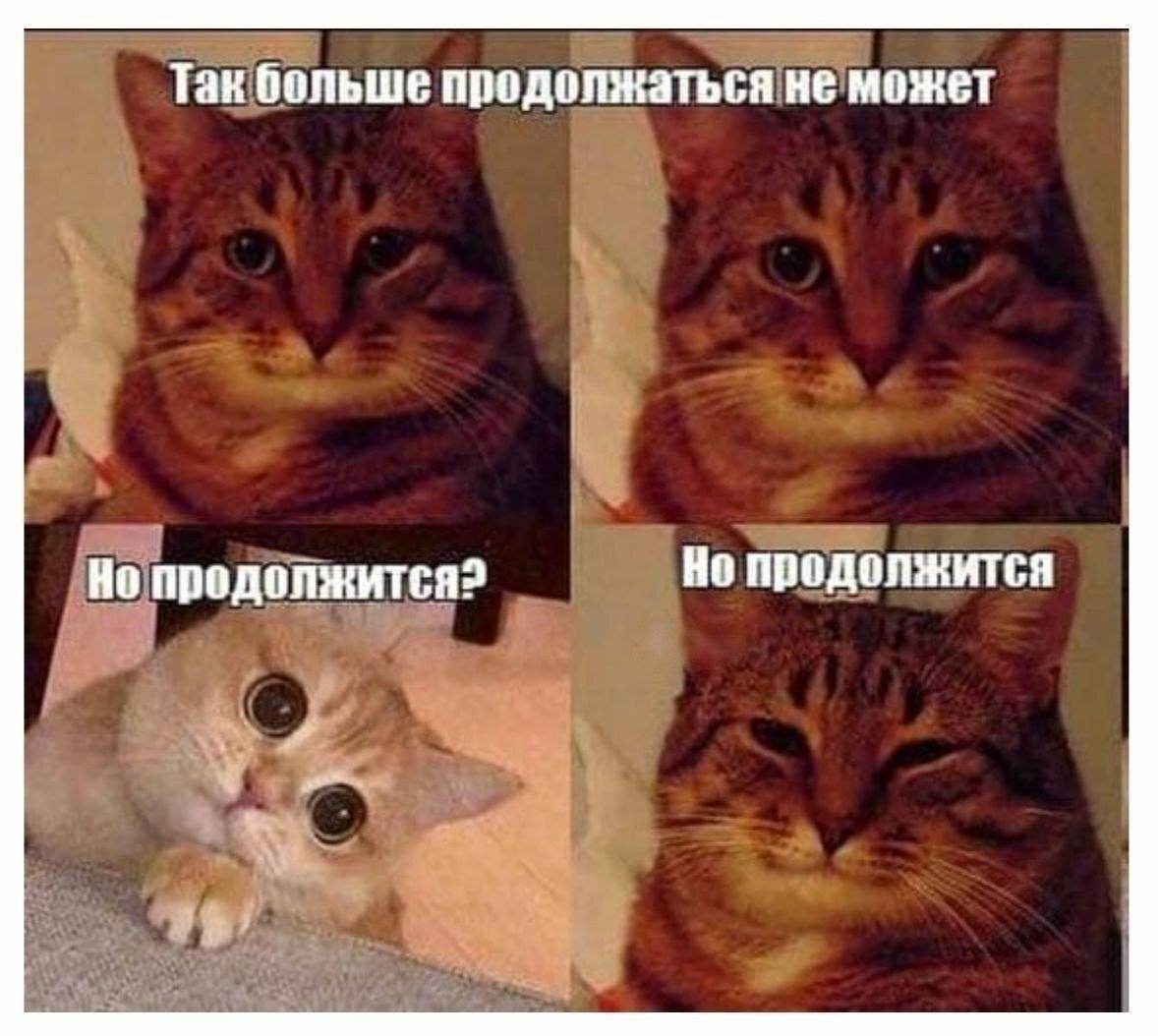 Котики и ситуация, мем