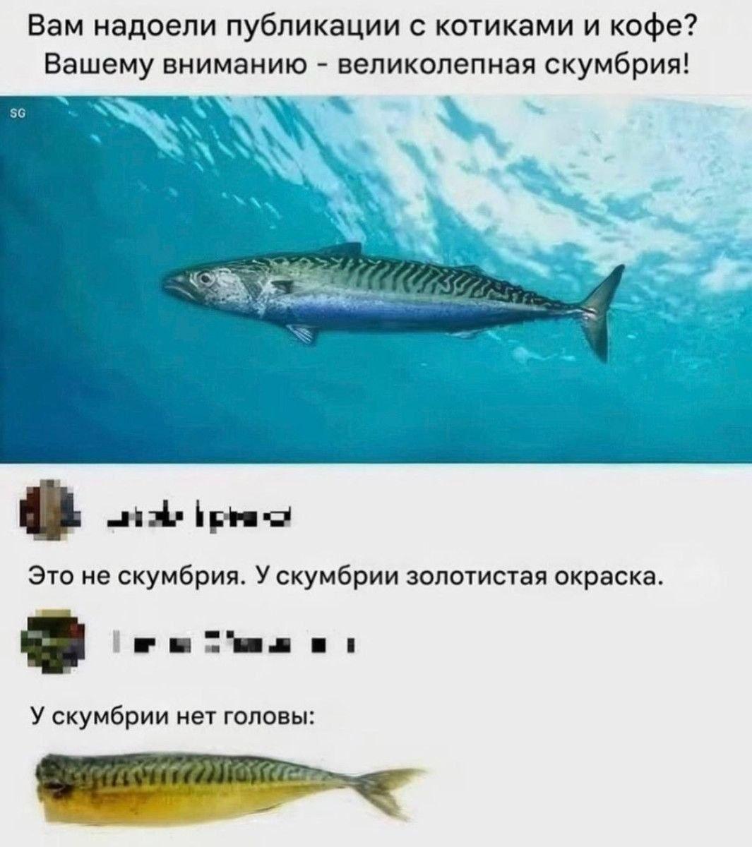 Скумбрия, мем