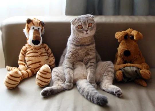 Коты-буддисты