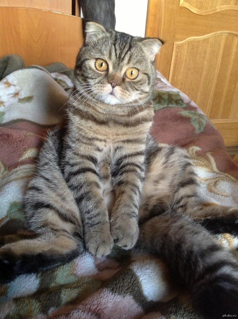 Многие котики так сидят