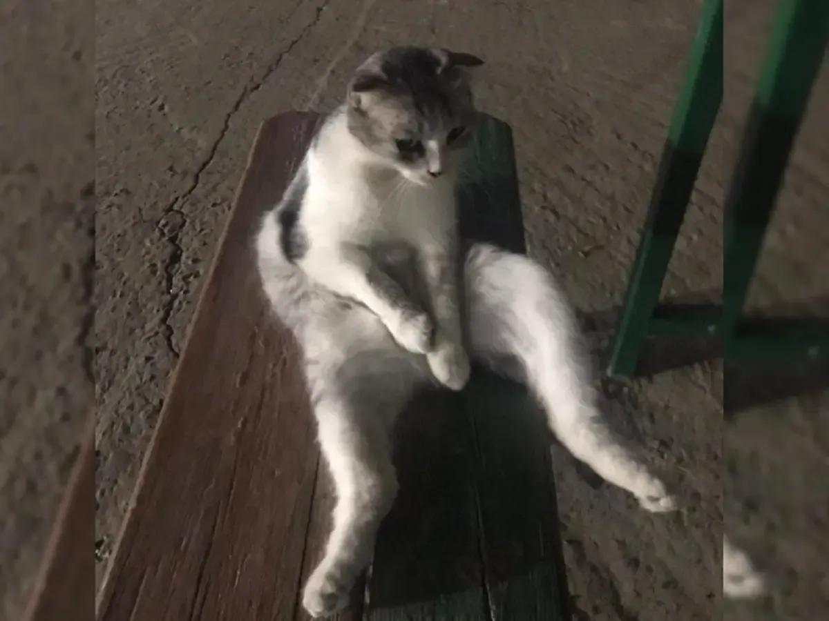 А этого котика хозяин называет гопником