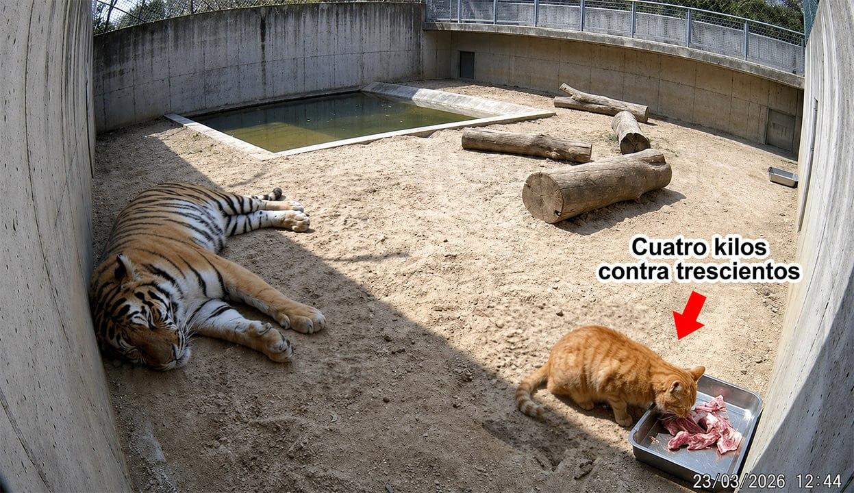 Кот ворует мясо у тигра