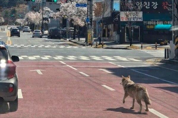 Волк из зоопарка