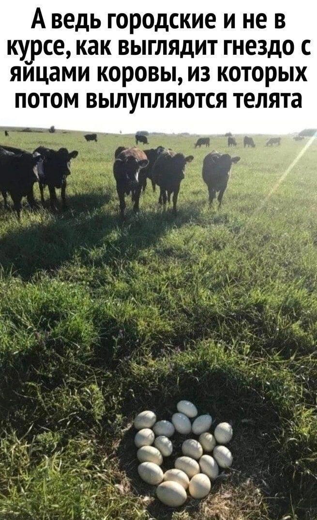 Яйца коров
