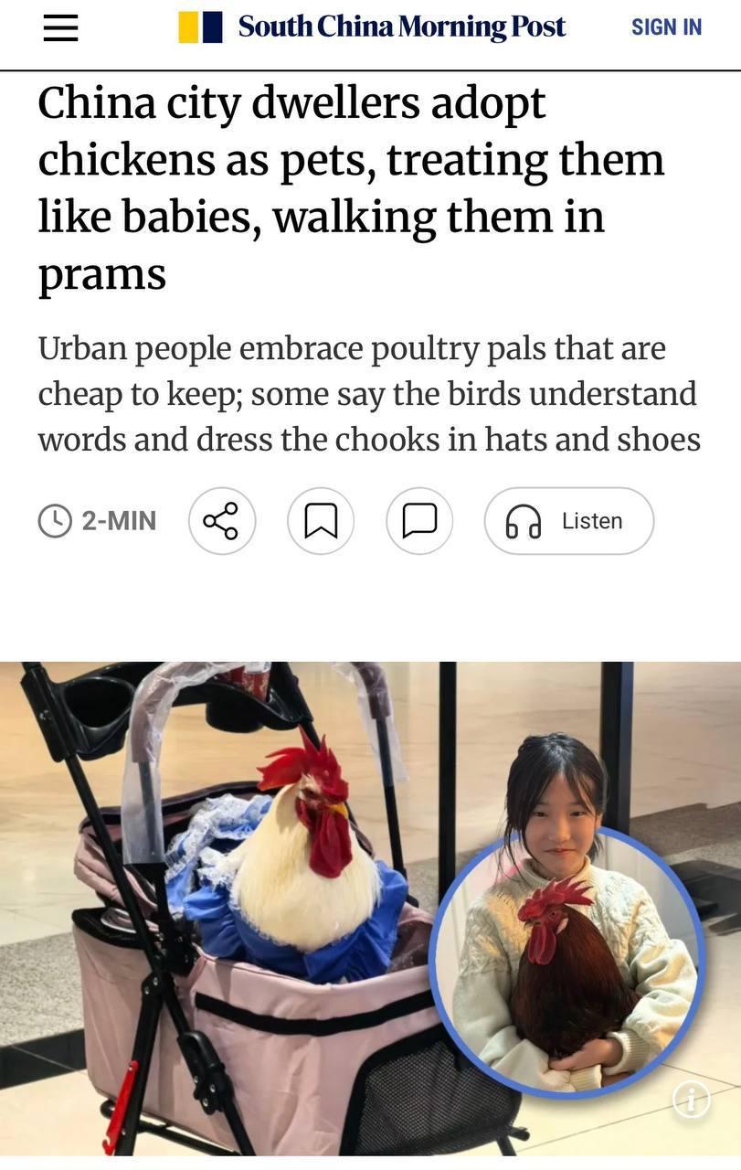 Куры в Китае