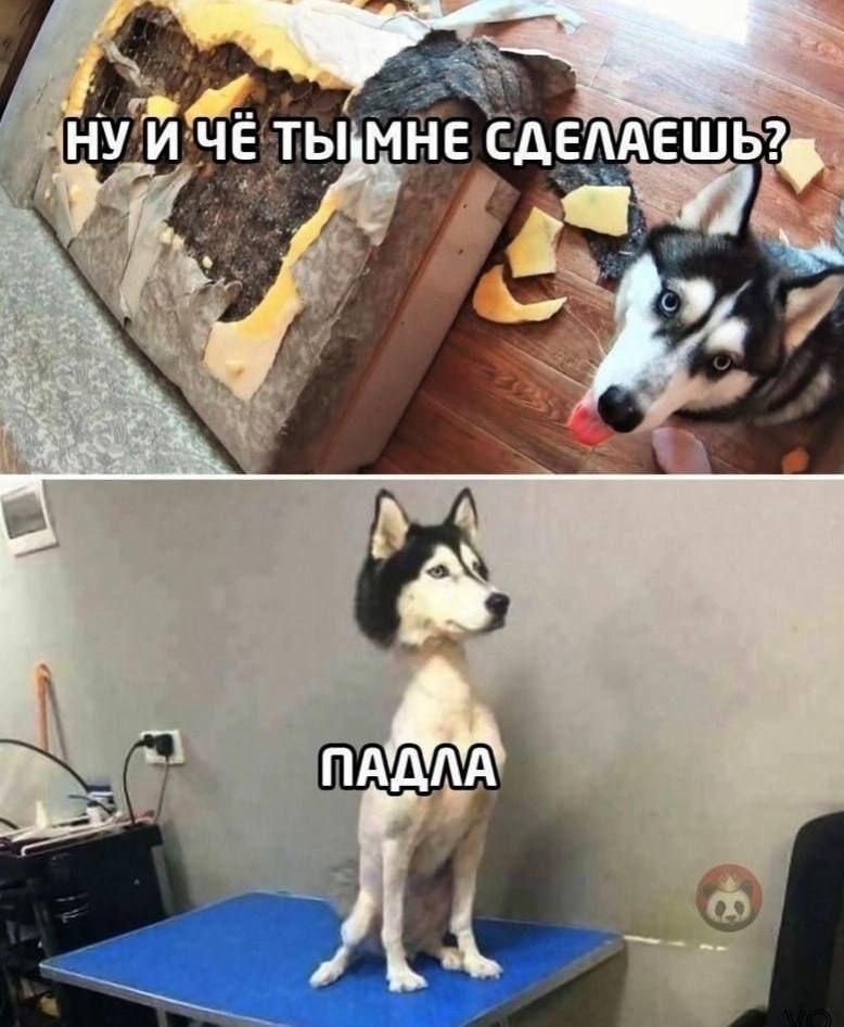 Стрика хаски, мем