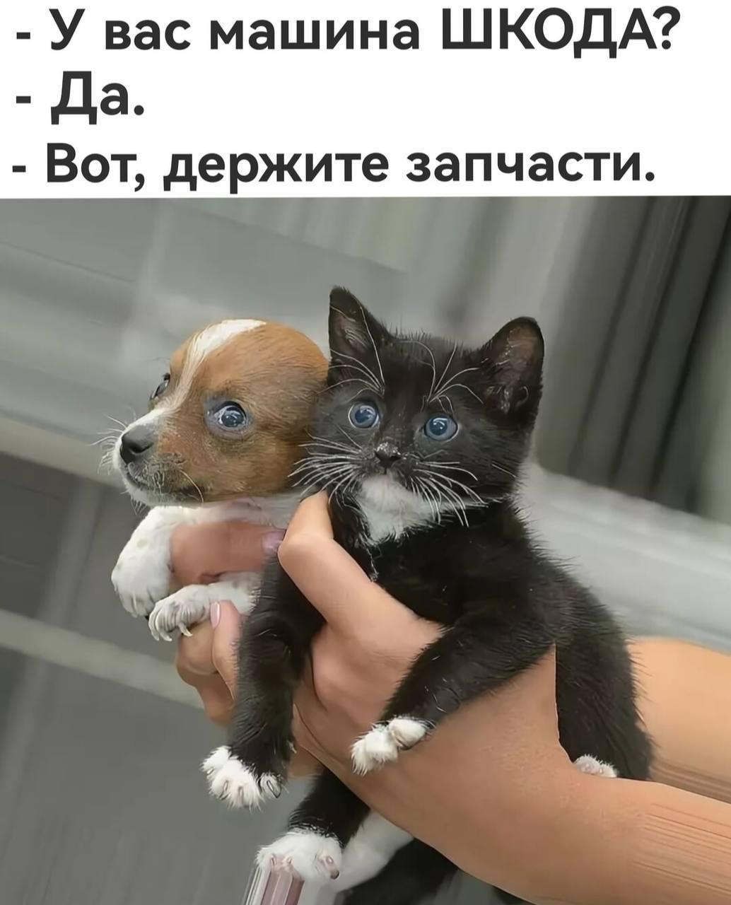 Мем про котиков и щенят