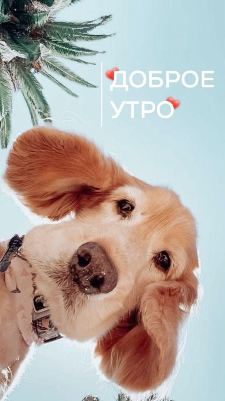 Доброе утро