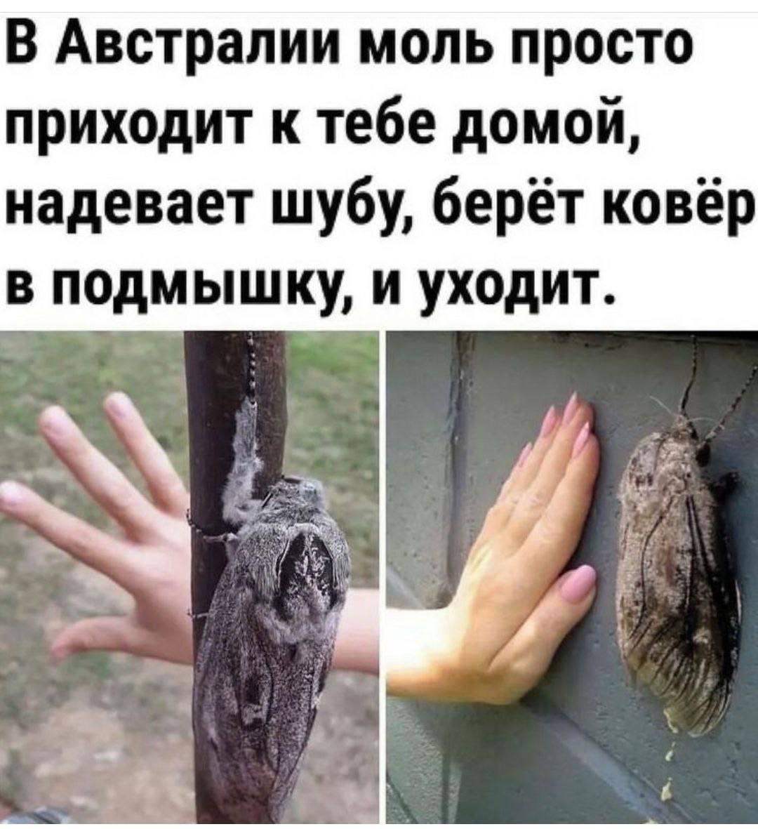 Моль в Австралии, мем