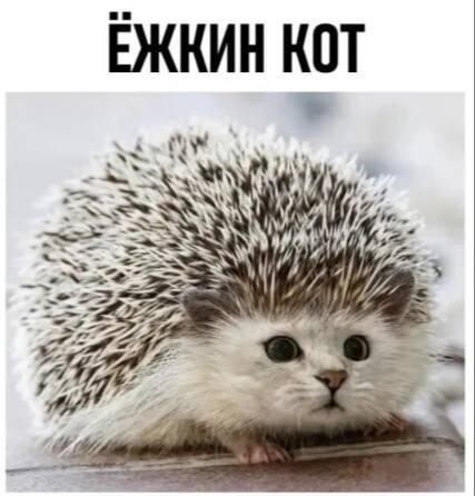 Ёжкин кот