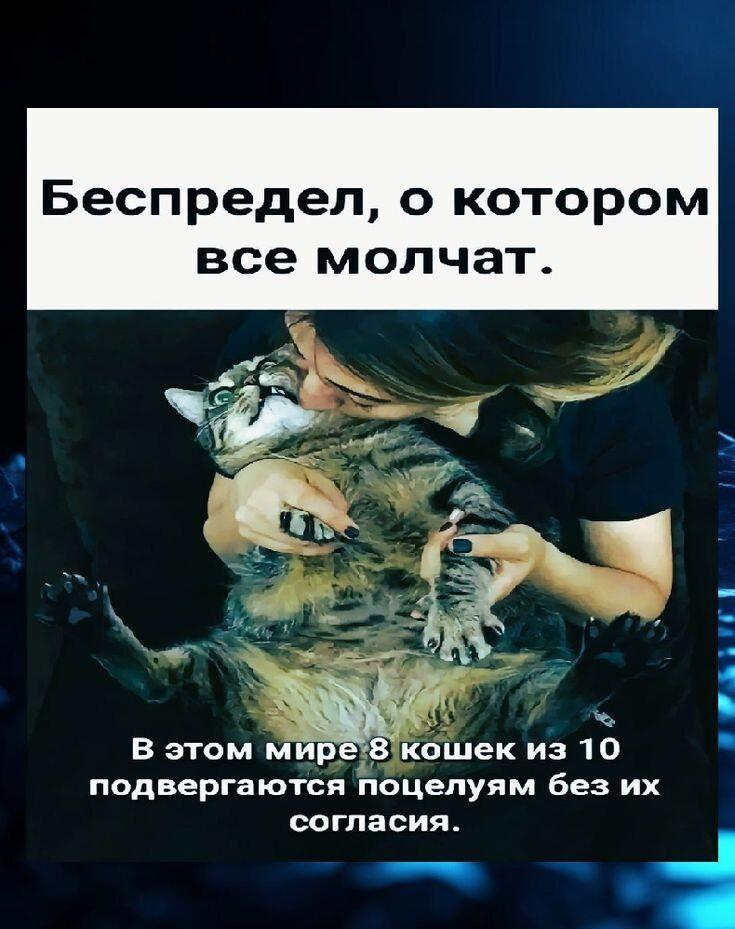 Котики, мем