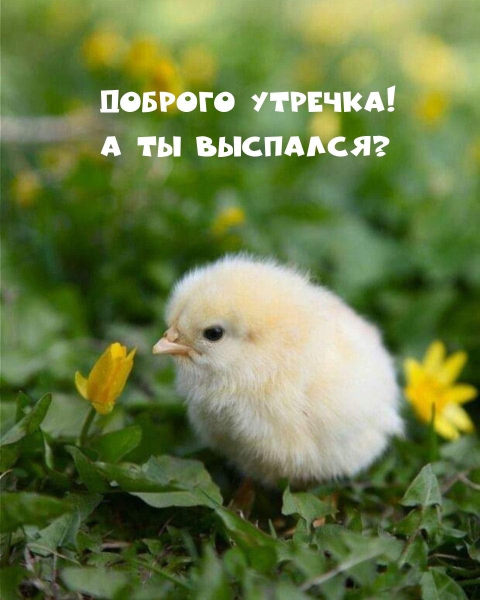 Доброе утро