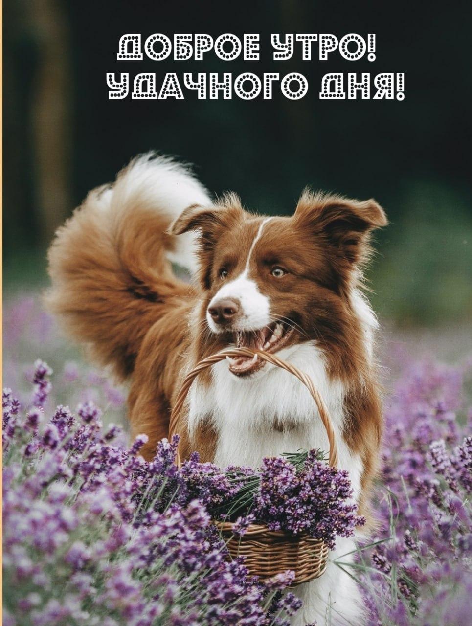 Доброе утро