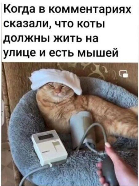 Котики, мем