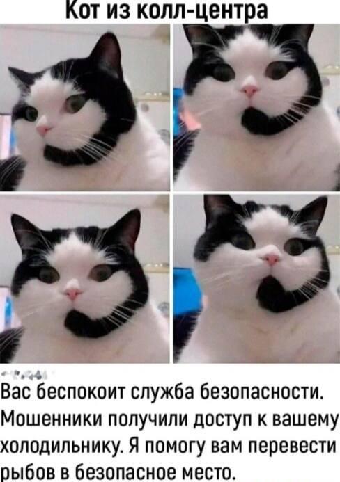 Котик, мем