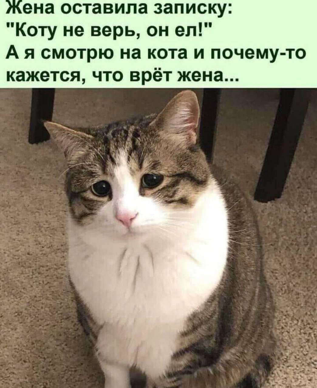 Кот- попрошайка, мем