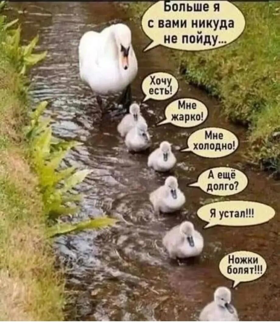 Лебеди на прогулке
