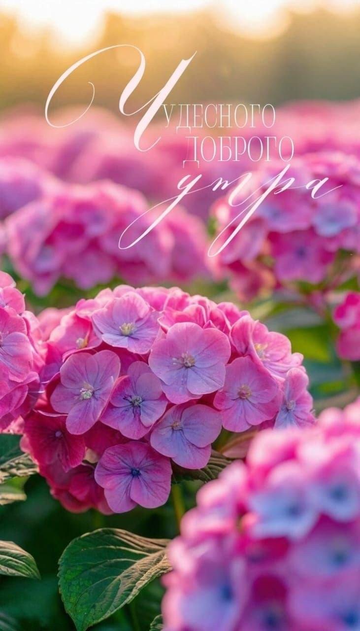 Доброе утро