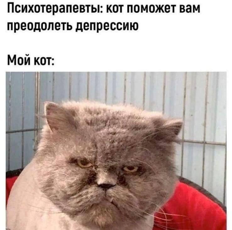 Котики, мем