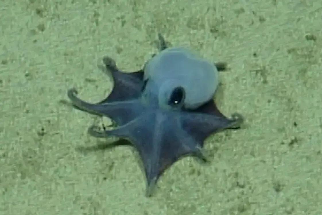 Microeledone galapagensis