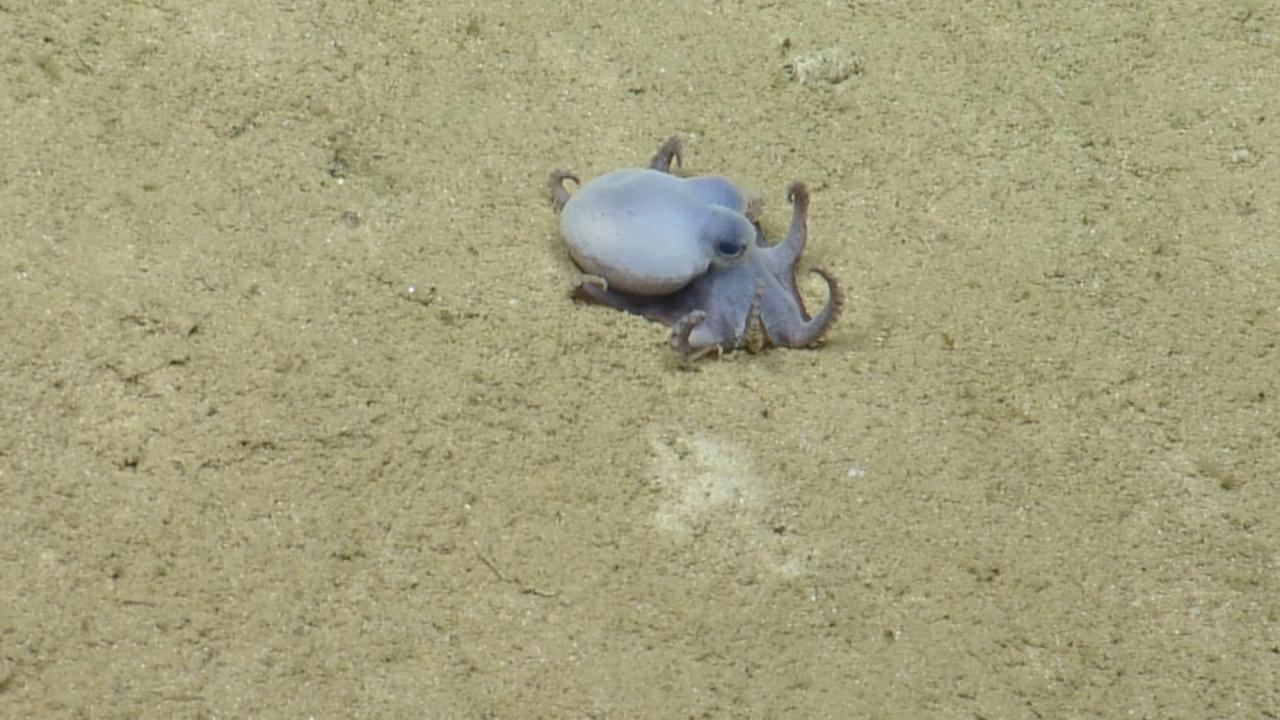 Microeledone galapagensis