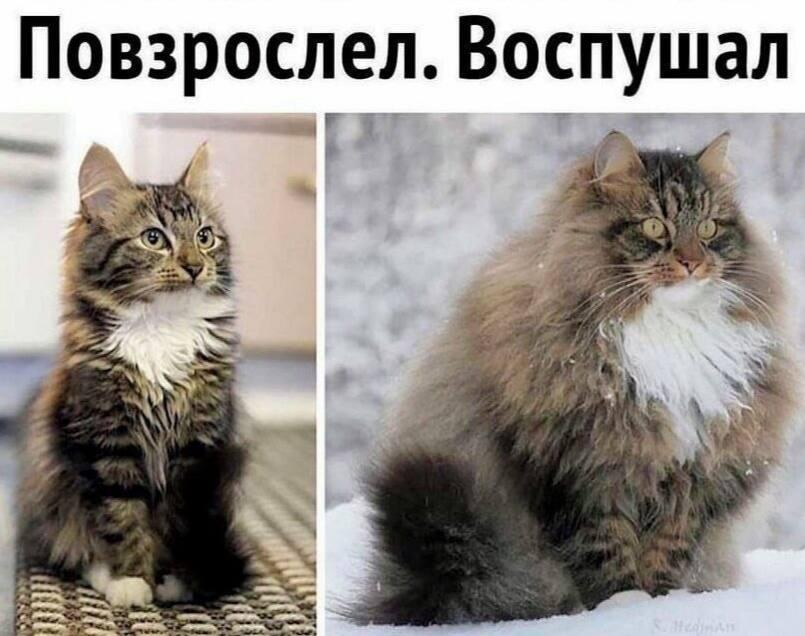 Котики, мем