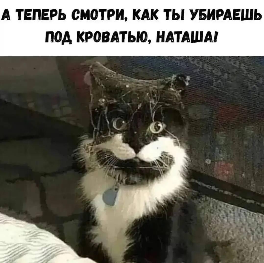Котик, мем