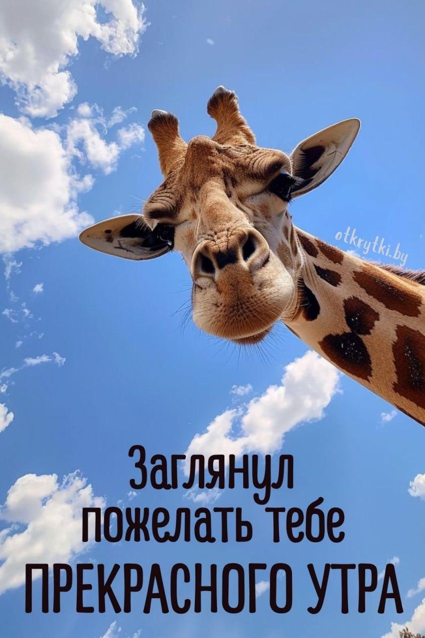 Доброе утро