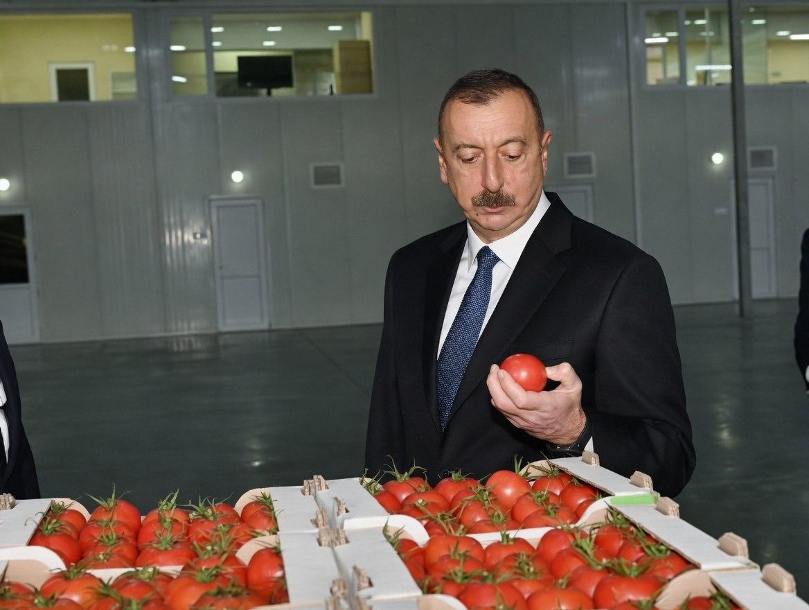 Алиев и помидоры