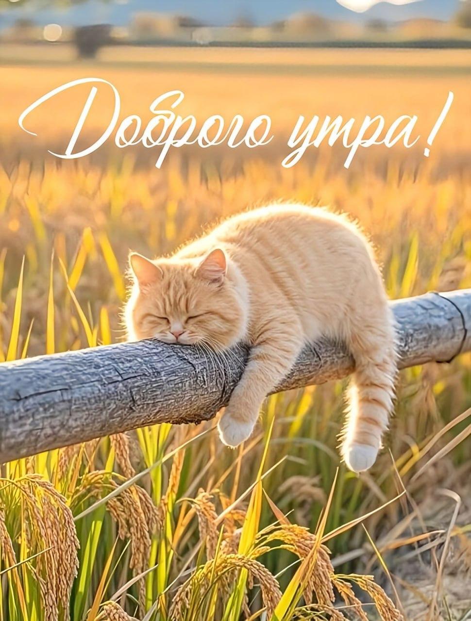 Доброе утро