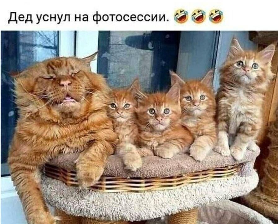 Котики,мем