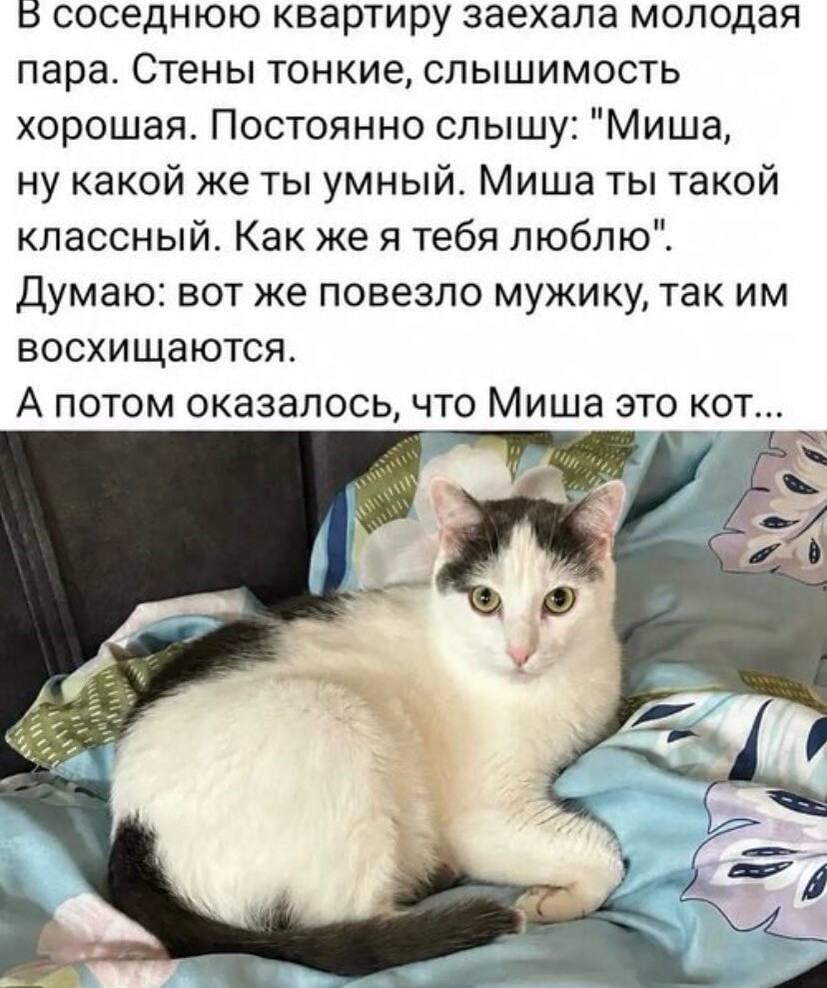 Кот, мем
